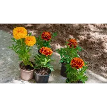 Top Marigold Plants 